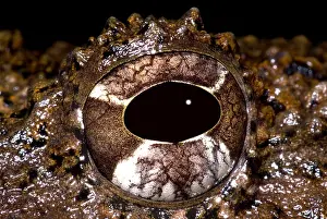 Amphibian Conservation Prints: Rusty Robber Frog