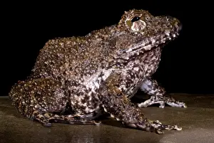 Costa Rican Wildlife Prints: Rusty Robber Frog