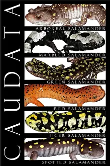 Salamanders Print - Types of Salamanders