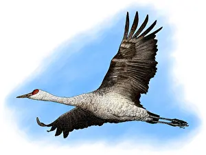 Birds Of America Illustrations Prints: Sandhill Crane