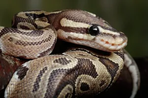 Royal Python Prints: Ball Python coiled on branch