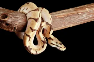 Framed Print : Ball Python Morph Print on Branch Framed Print : Ball Python Morph Print on Branch