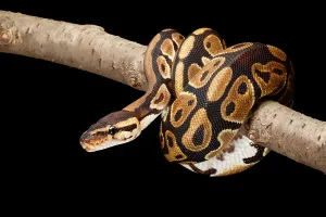Herpetology Images Prints: Ball Python (Python regius)