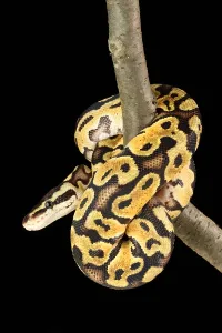 African Reptiles Prints: Ball Python (Python regius)