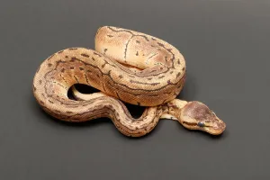 Ball Python Prints: Ball Python (Python regius)