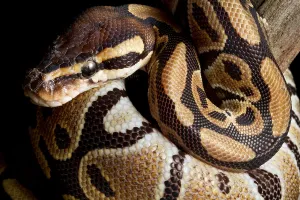 Constrictor Snakes Prints: Ball Python (Python regius)