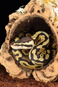 African Reptile Species Prints: Ball Python (Python regius)