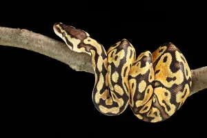 African Fauna Images Prints: Ball Python (Python regius)