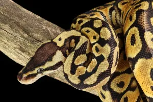Python Regius Prints: Ball Python (Python regius)