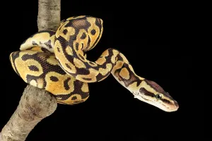Captive Reptile Photography Prints: Ball Python (Python regius)