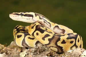African Reptiles Prints: Ball Python (Python regius)