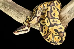Captive Reptile Photography Prints: Ball Python (Python regius)