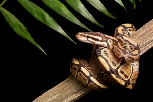 Constrictor Snake Prints: Ball Python (Python regius) on branch