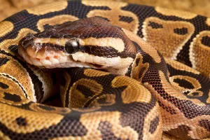 Ball Python Prints: Ball Python (Python regius) close up
