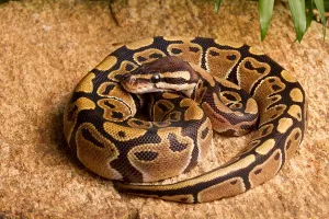 Ball Python (Python regius) coiled on rock
