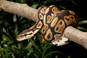 Ball Python Prints: Ball Python, Python Regius, Wrapped Around a Branch