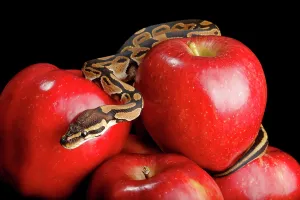 Red Apples Prints: Ball Python on Red Apples