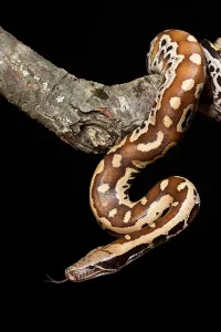 Boidae Species Prints: Blood python (Python brongersmai) on branch