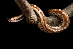 Blood Python (Python brongersmai) Print, a captive Blood python on a branch