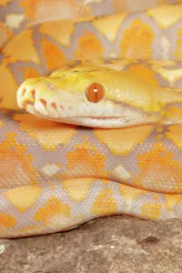 Reticulated Python Prints: Reticulated Python (Lavender Morph)