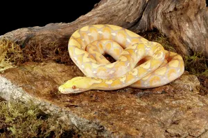 Reticulated Python Prints: Reticulated Python (Lavender Morph) in front tree stump 3