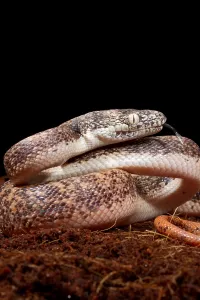 Asian Reptile Species Prints: Savu Python in Defensive Posture