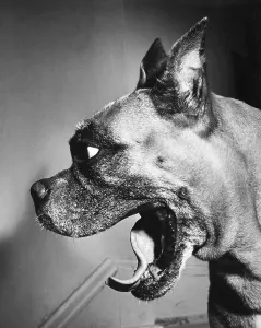 Boxer Print from ScienceSource