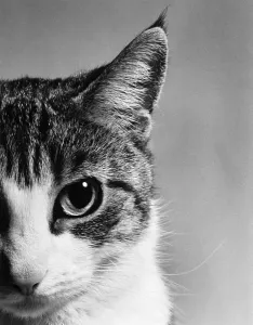 Cat's Face Short-haired Domestic Cat Print