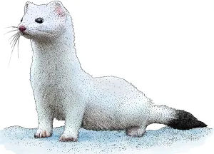 Ermine Print - A Stoat in Winter Fur