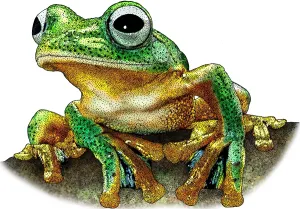 Javan Gliding Frog Print