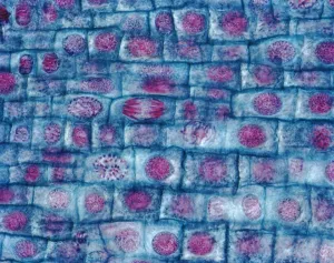 Onion Root Mitosis Print, Light Micrograph