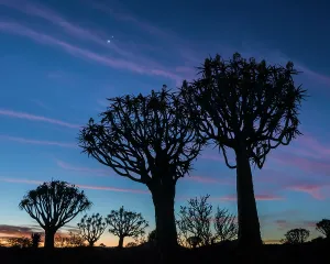 Quiver Tree Print: Twilight Silhouette