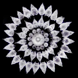 Radiolaria Print, Light Micrograph