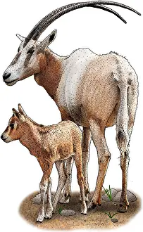 African Wildlife Art Prints: Scimitar Oryx
