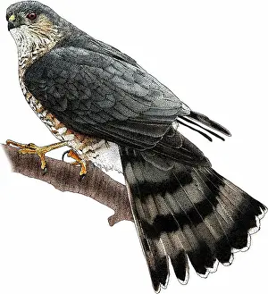 Wildlife Illustrations Prints: Sharp-shinned Hawk