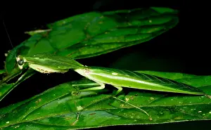 Tropical Forest Wildlife Prints: Shield Mantis