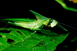 Tropical Forest Animals Prints: Shield Mantis