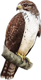 American Birds Prints: Short-Tailed-Hawk