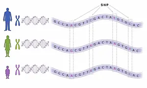 Single Nucleotide Polymorphism (SNP) Print