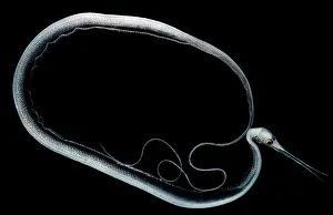 Tropical Ocean Fish Prints: Slender Snipe Eel
