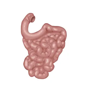 Human Digestive System Illustration Prints: Small Intestines