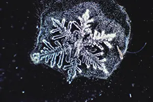 Winter Weather Patterns Prints: Snowflake