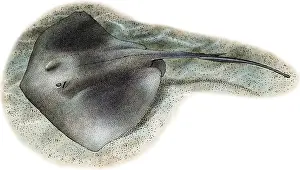 Marine Life Illustrations Prints: Southern Stringray