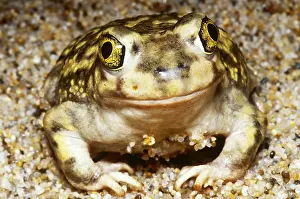 Close Up Frog Photos Prints: Spadefoot Toad