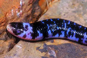 Brazilian Reptiles Prints: Speckled Worm Lizard
