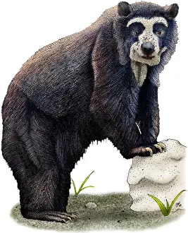 Framed Print : Spectacled Bear Print Framed Print : Spectacled Bear Print