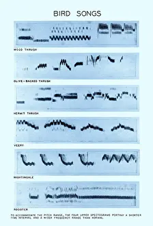 Framed Print : Spectrogram Print of Bird Songs Framed Print : Spectrogram Print of Bird Songs