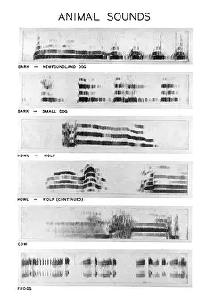 Bird Species Identification Prints: Spectrograms