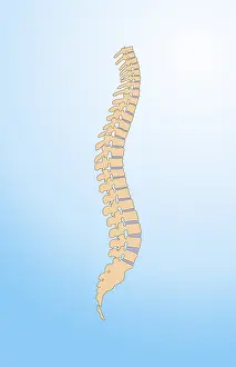 Nervous System Diagrams Prints: Spinal Column