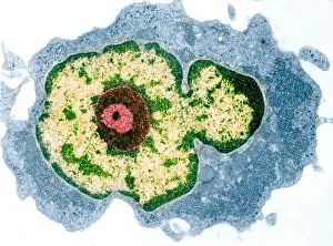 TEM Micrograph Prints: Spleen cell